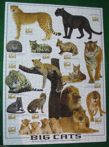 Big Cats, 1000 (C021924).JPG (466.36 КБ) 1320 просмотров Big Cats, 1000 (C021924).JPG