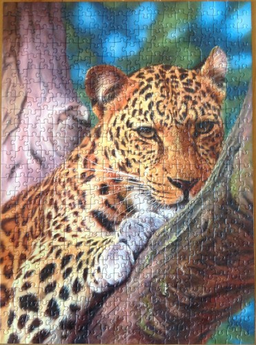 Leopard in a Tree%2C 500 %28141075%29.JPG