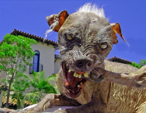 animals_70.jpg (245.2 КБ) 2993 просмотра animals_70.jpg