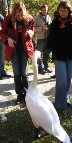 swan.JPG (291.69 КБ) 2989 просмотров Кусачая птыца